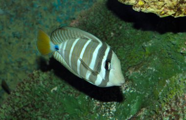 Su deniz balıkları