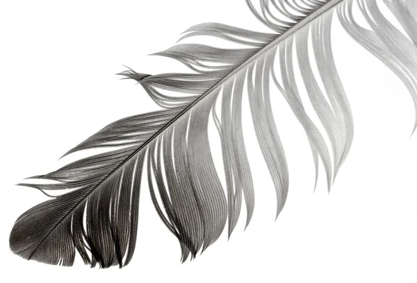 Bird feather — Stock Photo, Image