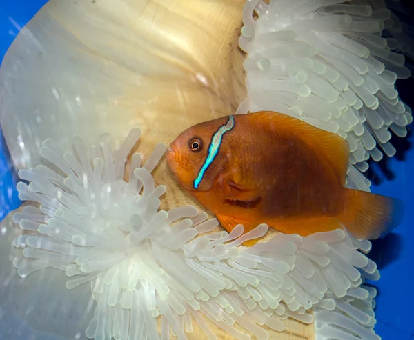 水の海産魚 — ストック写真