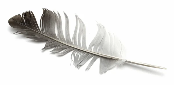 새 깃털 — 스톡 사진