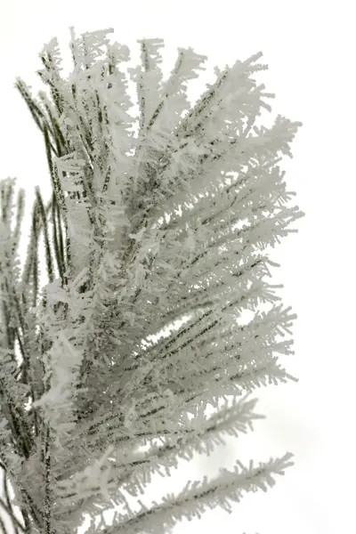 Naturaleza — Foto de Stock