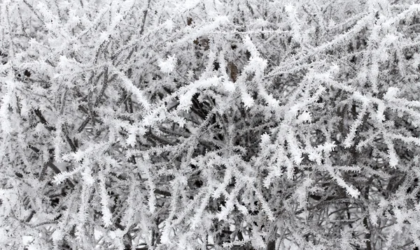 Natureza — Fotografia de Stock