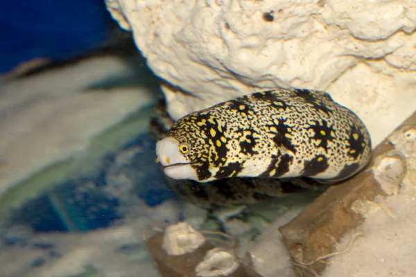 Pesci marini in acqua — Foto Stock