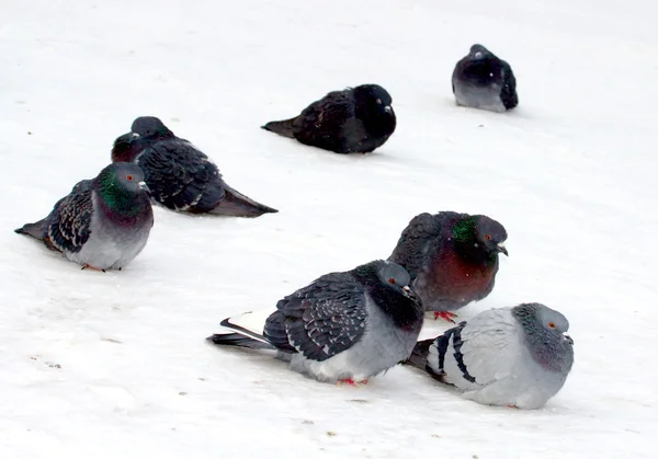 Wild pigeons in the snow — Stock Photo, Image