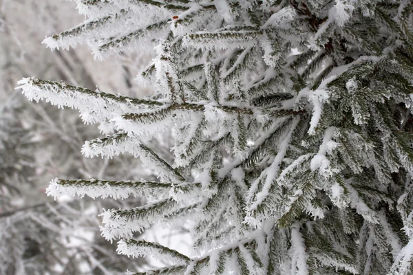 Nature — Stock Photo, Image