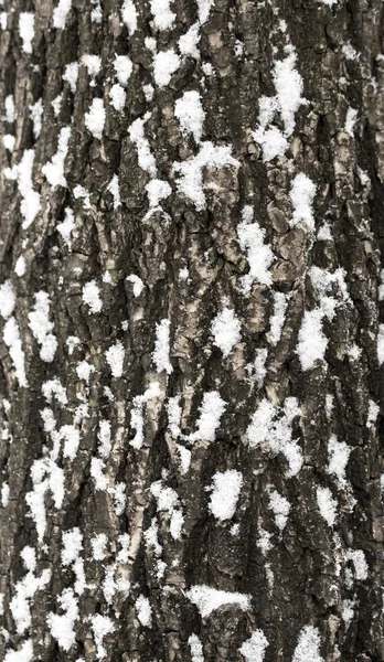 Naturaleza — Foto de Stock