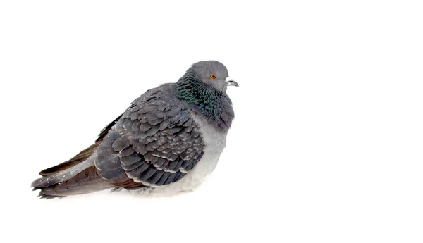 Grupo de palomas en la nieve — Foto de Stock