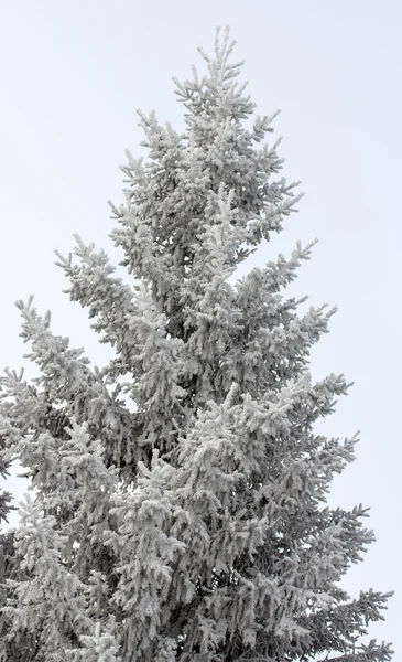 Doğa — Stok fotoğraf