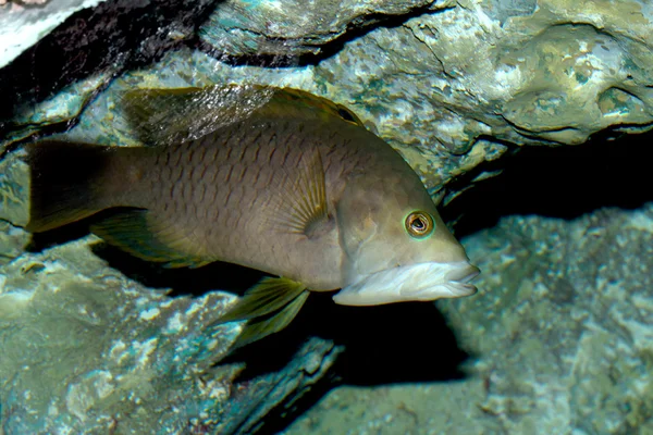 Peces marinos en el agua —  Fotos de Stock