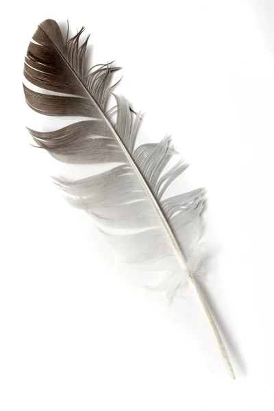 Bird feather — Stock Photo, Image