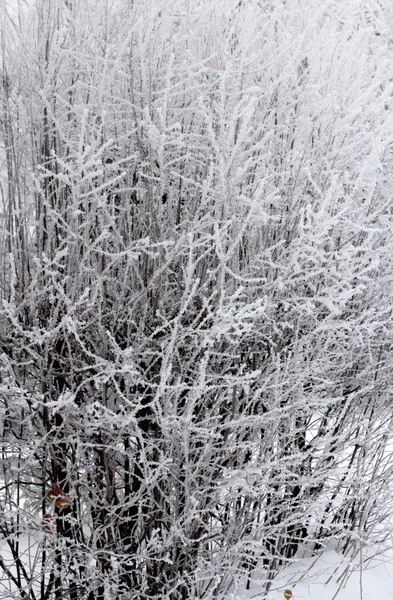 Natuur — Stockfoto