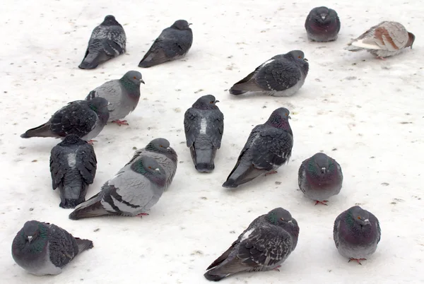 Дикие голуби в снегу — стоковое фото