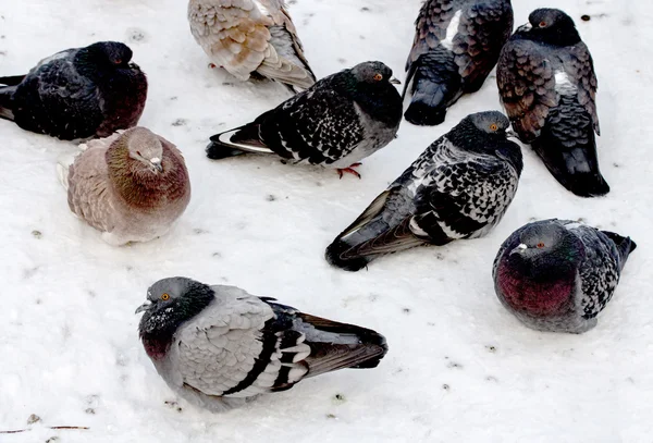 Дикие голуби в снегу — стоковое фото