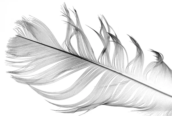 Bird feather — Stock Photo, Image