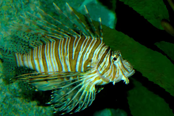 Peixes marinhos na água — Fotografia de Stock