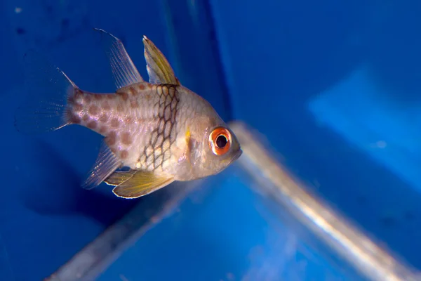 Poissons marins dans l'eau — Photo