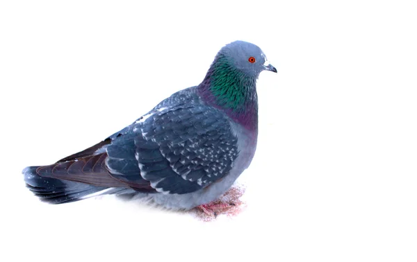 Wild pigeons in the snow — Stock Photo, Image