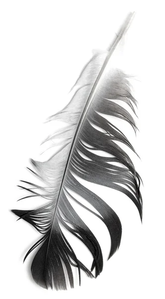 Bird feather — Stock Photo, Image