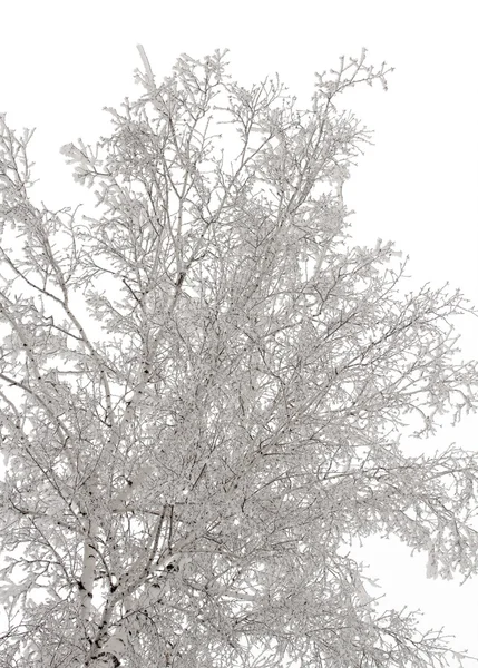 Natuur — Stockfoto