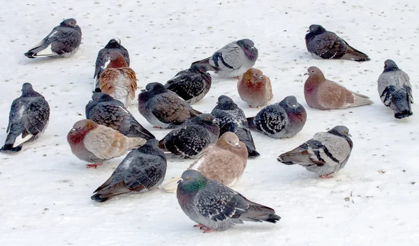 Группа голубей на снегу — стоковое фото