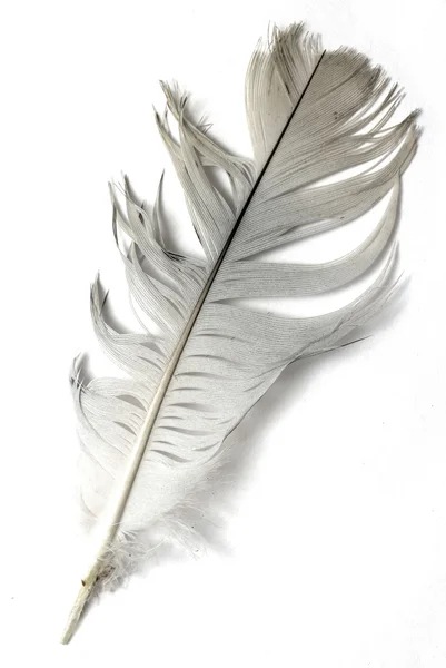 Plume d'oiseau — Photo