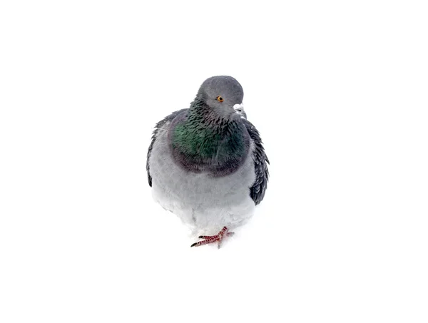Wild pigeons in the snow — Stock Photo, Image