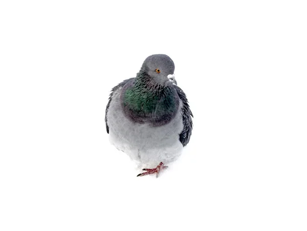 Palomas salvajes en la nieve — Foto de Stock