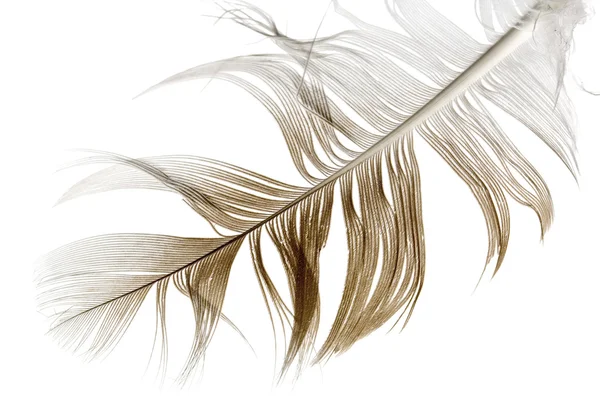 Bird feather — Stock Photo, Image