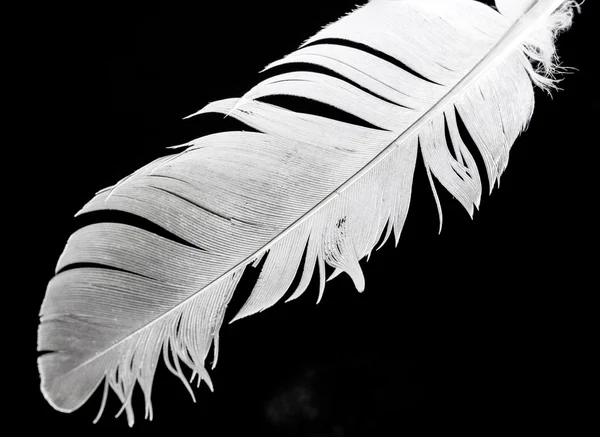 Bird feather — Stock Photo, Image