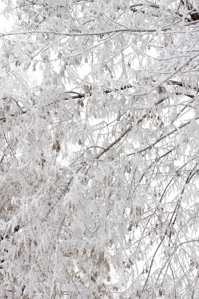 Natuur — Stockfoto