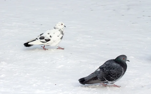 Taubengruppe auf Schnee — Stockfoto