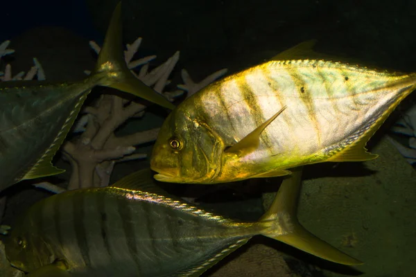 Peces marinos en el agua — Foto de Stock