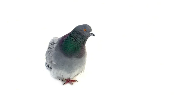 Group of pigeons on snow — Stock Photo, Image