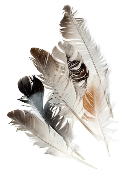 Bird feather — Stock Photo, Image