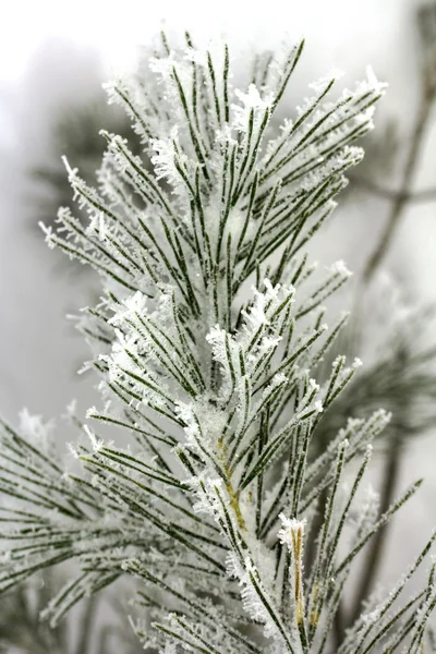 Natuur — Stockfoto