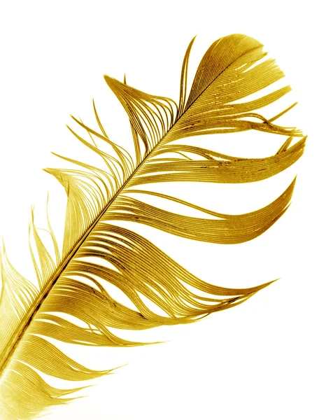 Bird feather — Stock Photo, Image