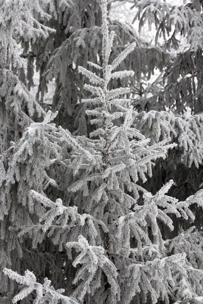 Doğa — Stok fotoğraf