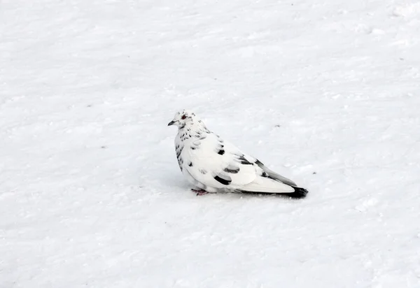 Група голубів на снігу — стокове фото
