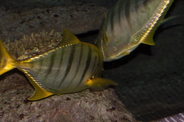 Peces marinos en el agua —  Fotos de Stock