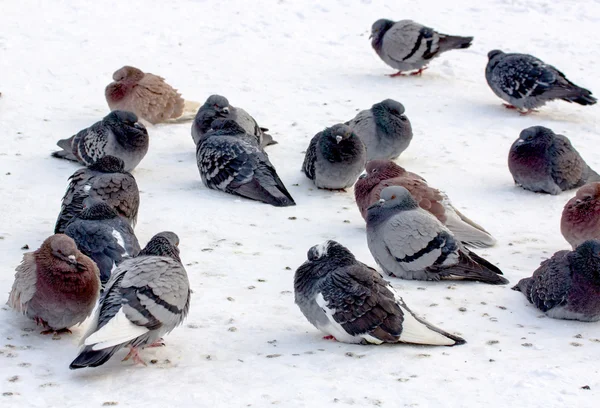 Grupo de palomas en la nieve —  Fotos de Stock