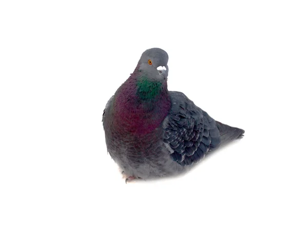 Group of pigeons on snow — Stock Photo, Image