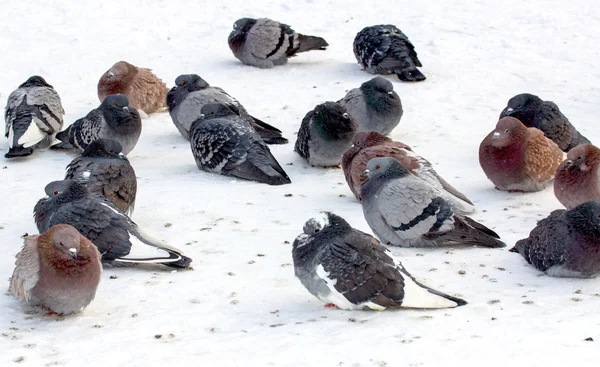 群信鸽在雪地上 — 图库照片