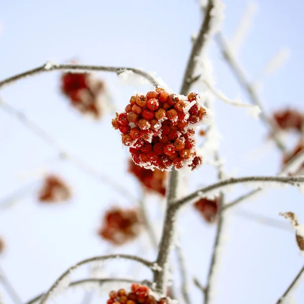 Natuur — Stockfoto