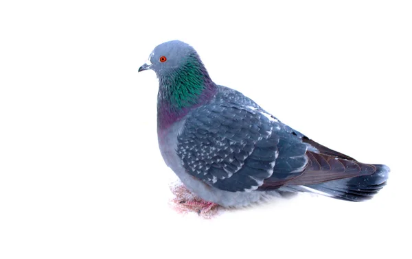 Group of pigeons on snow — Stock Photo, Image