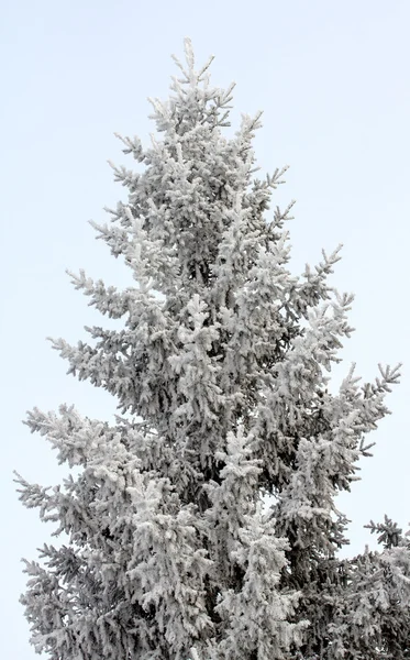 Natuur — Stockfoto