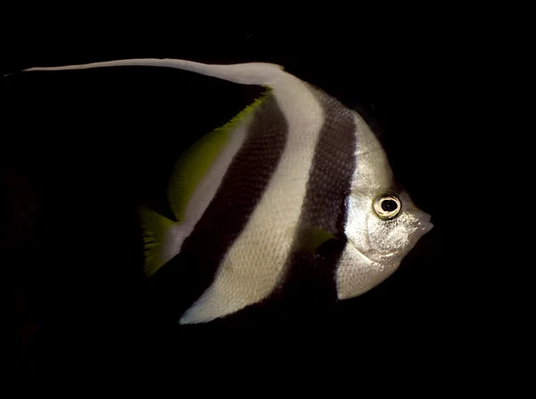 Animais — Fotografia de Stock