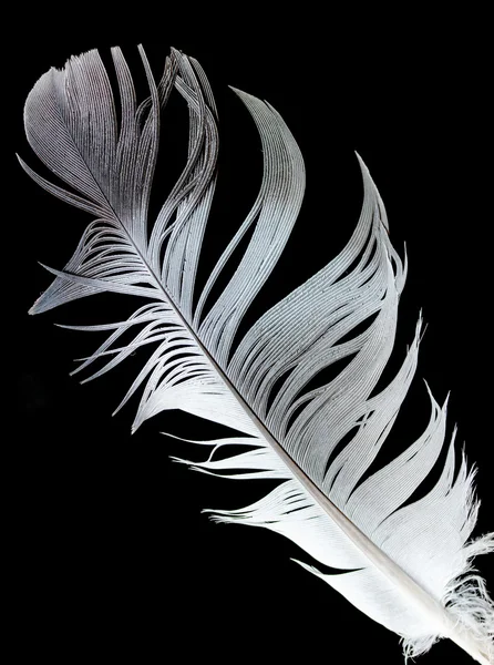 Φτερό πουλί — Φωτογραφία Αρχείου