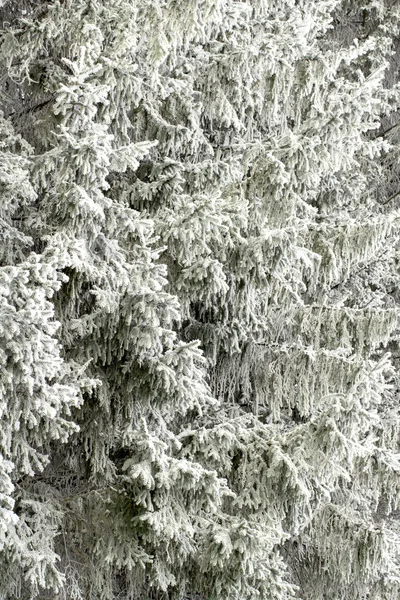 Natur — Stockfoto