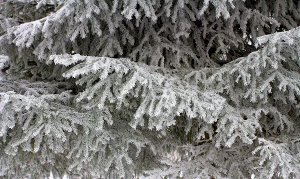 Natuur — Stockfoto