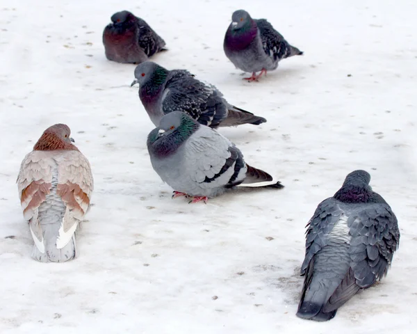 Animals — Stock Photo, Image